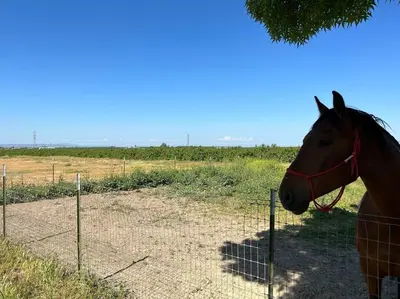 a horse is standing next to a fence at Adorable One Bedroom Cottage in Oakdale