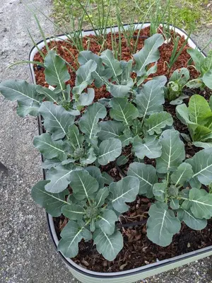 a pot filled with plants in a garden at The Parks Inn in Three Rivers