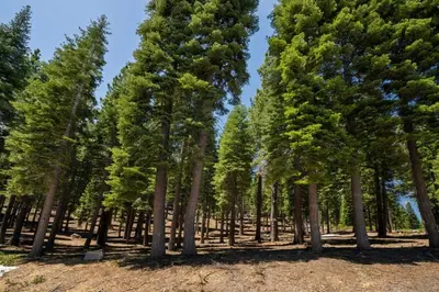 a group of pine trees in a forest at Northstar Ski in Ski out 2BR Condo in Truckee