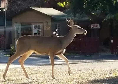 a deer walking down a street at The River Inn in Three Rivers
