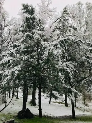 a group of trees with snow on them at Green Cabin in Midpines in Midpines