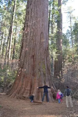 a man and a dog standing next to a large tree at A Great Riverfront Retreat a Shangri-La Paradize in Valley Springs