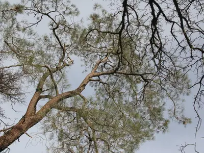 a pine tree with its branches in the sky at A Great Riverfront Retreat a Shangri-La Paradize in Valley Springs