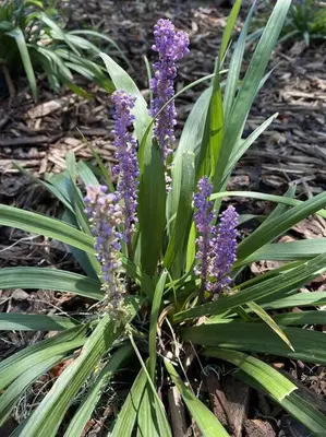 a plant with purple flowers on the ground at The Haven -In Town, NEWLY remodeled, Private, Stocked in Mariposa
