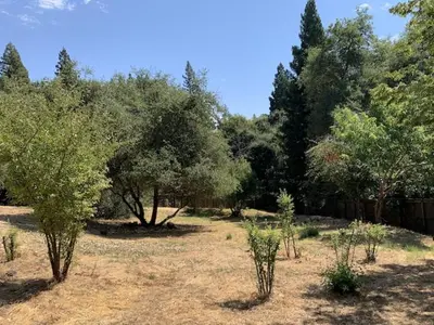 a yard with trees and a fence and some bushes at Executive home in a serene park like setting in Folsom