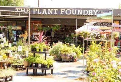 a plant foundation store with potted plants on display at Smart Eclectic ART HOUSE near the beat in Sacramento