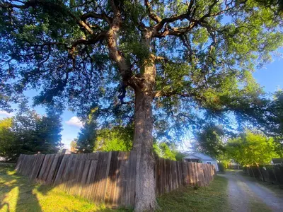 a large tree in front of a wooden fence at Sweet Home in Sacramento Only 2mins to Freeway in Sacramento