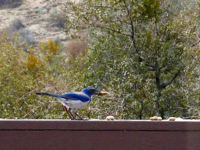 a blue bird is standing on a ledge at Shirley Creek Retreat: a Mountain Oasis in Wofford Heights