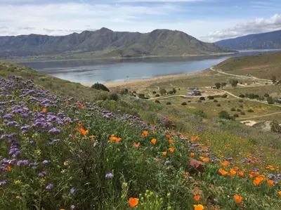 a field of flowers on a hill next to a lake at Shirley Creek Retreat: a Mountain Oasis in Wofford Heights