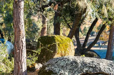 a moss covered rock sitting next to a tree at Lupine Landing in Mariposa