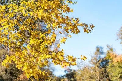 a tree with yellow leaves on it at Lupine Landing in Mariposa