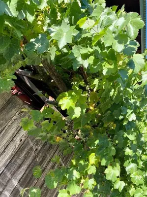 a green plant sitting on top of a wooden table at Vintage 1857~Stone & Beam Cellar in Amador City