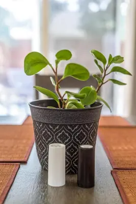 a black pot with a plant on a table at 3BR Cozy Home~ Stylish & New ~ UC Merced ~ en route Yosemite! in Merced