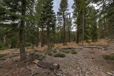 a forest filled with trees and a dirt field at Alpine Escape: Tahoe Oasis Steps from Lake in Carnelian Bay