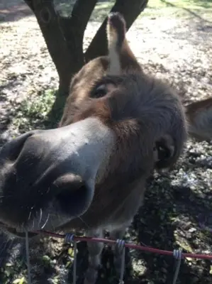 a cow sticking its head over a fence at Wonky Donkey Den 30 mi to Yosemite Arch Entrance in Mariposa