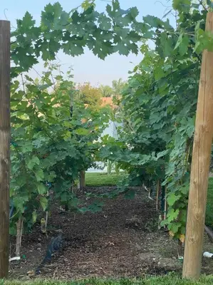 a row of apple trees in a garden at California Cottage in Tracy