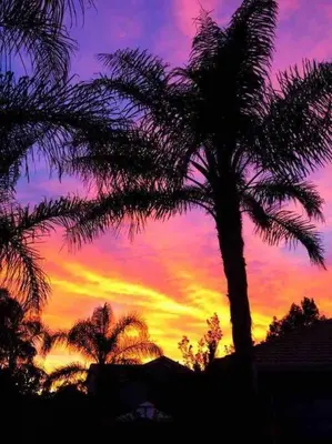 a palm tree in front of a sunset at California Cottage in Tracy