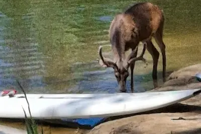 a painting of a deer standing on a surfboard at 1BR Dog-Friendly Lakefront Cabin with Canoes in Twain Harte