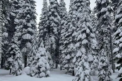 a group of snow covered trees with snow on them at A Taste of Tahoe in Tahoe Vista