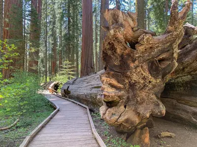 a wooden path in a forest with a large uprooted tree at Ravenhill in Arnold