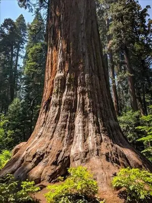 Gallery image of Wawona Lodge in Arnold