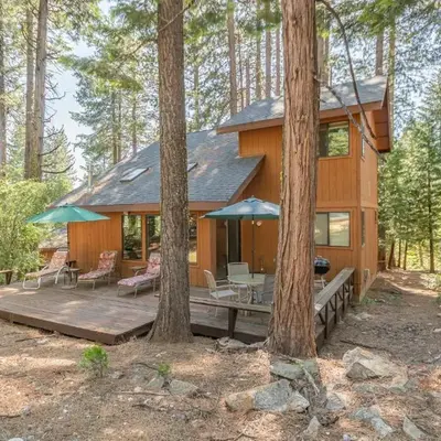 Pinetree Paradise