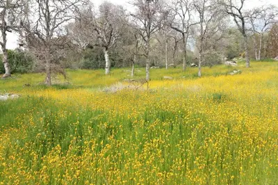 a field of yellow flowers in a field with trees at River Retreat Cabin in Three Rivers - near SNP in Three Rivers