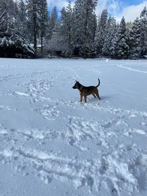 a dog standing in the snow at Read Haven 3 Bedroom, 1.5 Bath in Twain Harte