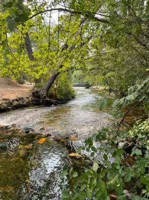 a stream of water with trees and plants at *Pinecone Hollow*Hot Tub & Game Room, Families in Arnold