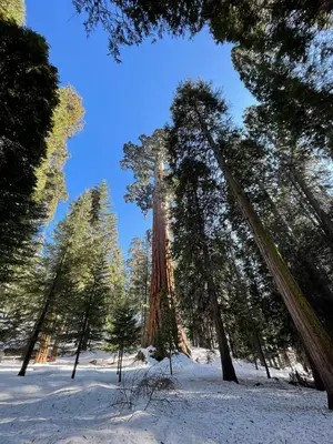 a group of tall trees in a snow covered forest at Enchanted Forest Dome ,10-15 minutes to Kings Canyons-New pellet stove for cozy warm nights in Dunlap