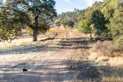 a black dog walking down a dirt road at Rolling Oaks Ranch - 200 Acres of Lakeside Beauty & Countryside Serenity in Mariposa