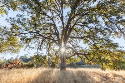 a tree in a field with the sun shining through it at Rolling Oaks Ranch - 200 Acres of Lakeside Beauty & Countryside Serenity in Mariposa