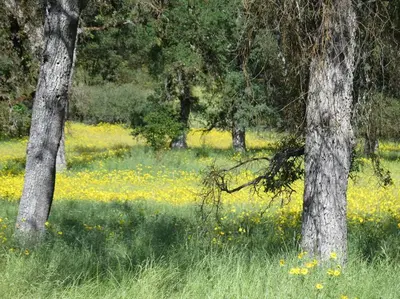 two trees in a field with yellow flowers at Loyah Cabin in Ahwahnee