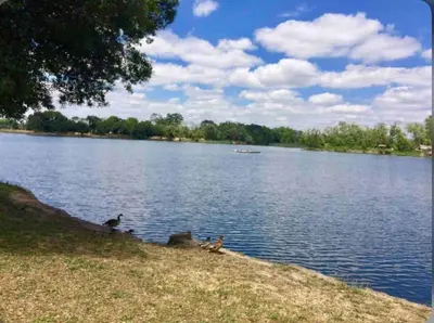 three ducks sitting on the shore of a lake at Mid Century Wineries Game Room in Lodi