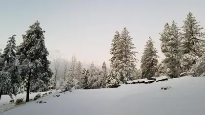 a snowy field with trees and snow covered trees at Starlink Mariposa Yosemite mountain retreat in Mariposa