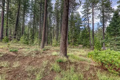 a forest filled with tall trees and grass at Eclipse Retreat at Tahoe Park - Hot Tub - Fenced Yard & steps to HOA Access in Tahoe City