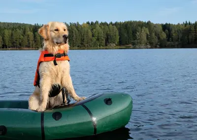 a dog is sitting on a raft in the water at The Cedar House Prime Spot Kayaks & Cool AC in Shaver Lake