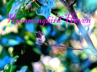 a hummingbird perched on a branch of a tree at Kings River Reflections in Sanger