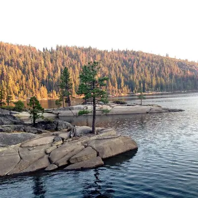 a tree on a rock in a body of water at Sierra Haus Cottage with Private Lake Access in Sonora