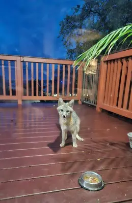 a cat standing on a deck with a bowl of food at Lakeview Dome in La Grange