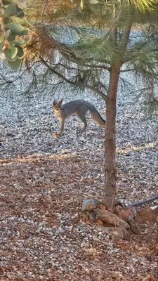 a cat standing next to a pine tree at Lakeview Dome in La Grange