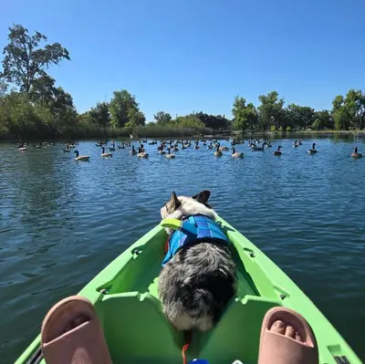 a dog in a boat in a lake with ducks at Charming 3 Bedroom Farmhouse Retreat with Open Deck in Acampo