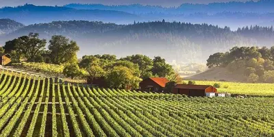 a vineyard with a barn in the middle of a field at Charming 3 Bedroom Farmhouse Retreat with Open Deck in Acampo