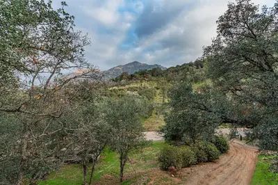 a dirt road in the middle of a field with trees at Sequoia TREE HOUSE light andbright in Three Rivers