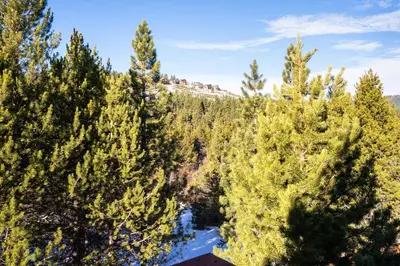 an aerial view of a forest of pine trees at Hillside Mountain Creek Haven home in Truckee
