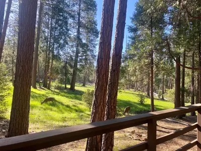 two animals grazing in the grass in the forest at 1B Heart of the Meadow at The Redwoods In Yosemite in North Wawona