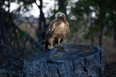 a bird sitting on top of a tree stump at Sierra Vista Near Yosemite #Majestic Views# Tesla EV in Oakhurst