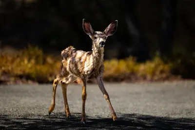 a baby deer walking across a road at Sierra Vista Near Yosemite #Majestic Views# Tesla EV in Oakhurst