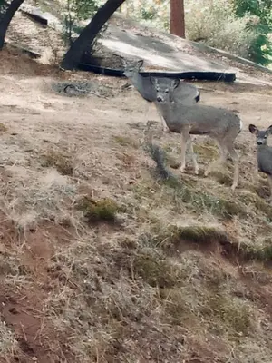 a couple of animals standing in a field at The Ultimate Mountain Retreat close Yosemite and Bass Lake in Oakhurst