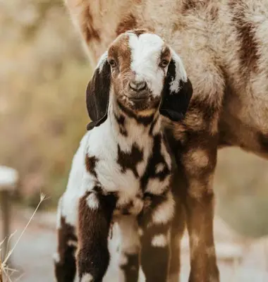a baby goat standing next to its mother at Cozy Farm Stay for Two in Three Rivers
